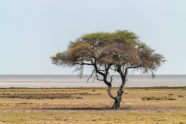 Planting acacia-9565430 Markus Kammernam from Pixabay