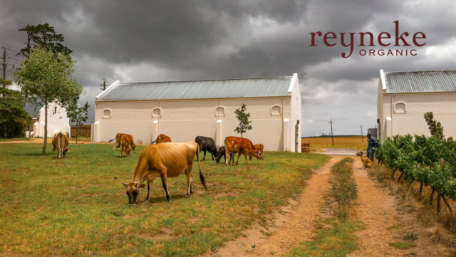 Reyneke Organic Wines