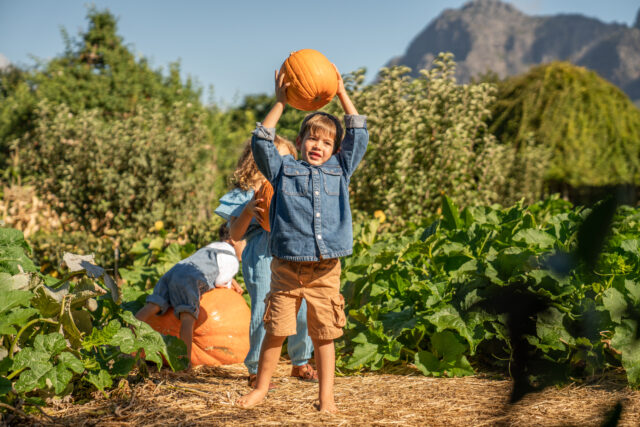 Pumpkin Fun at Babylonstoren
