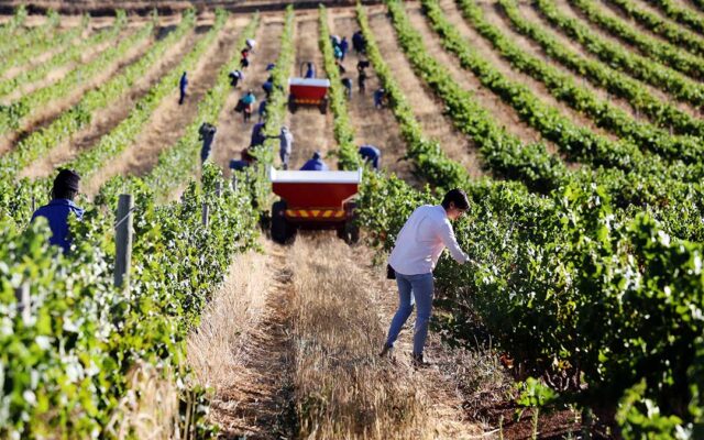 01Delheim-Harvest-2026