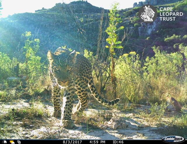 leopard_upscaled_300dpi