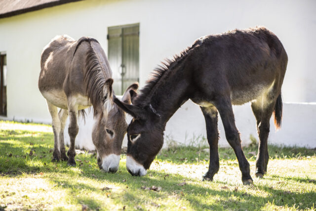 Our donkeys grazing