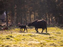 Water Buffalo Tour at Rietvlei: a sensory farm experience for all ages